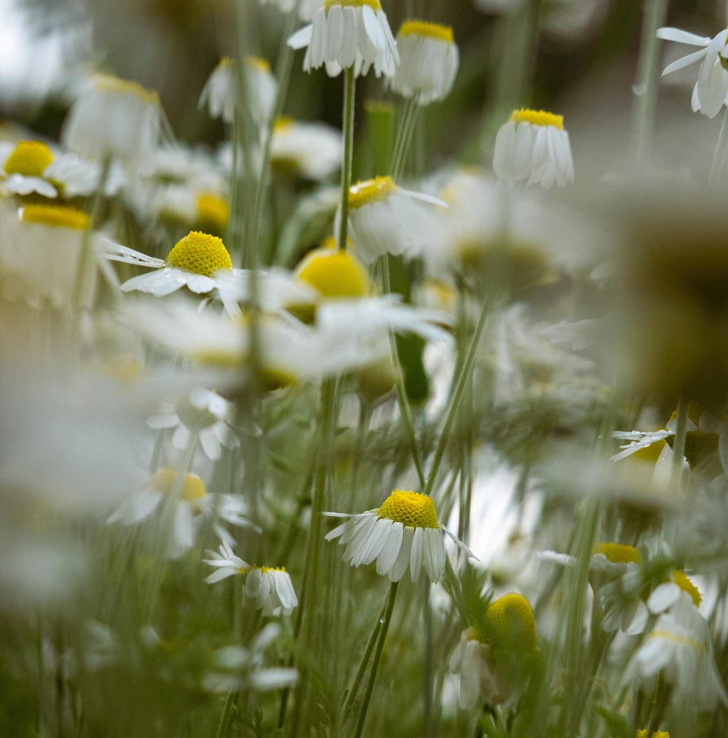 Chamomile 100g