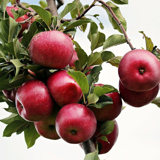 Turkish Apple