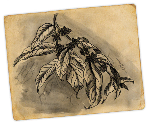 Sydney Forsyth Coffee Hunt Walking Tour.    contact sales@forsythcoffee.com.au or ph:94375916