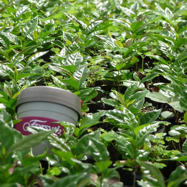 Golden Yunnan 100g