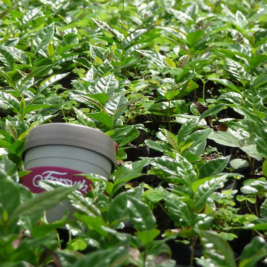 Golden Yunnan 100g